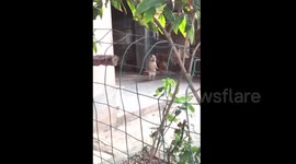 This dog loves dancing