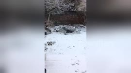 Newsflare Edit - Puppy experiences snow for the first time