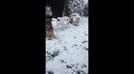 Dogs playing in snow Roma, Italy