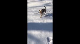 Puppy first snow