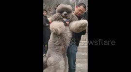 Chinese man struggles to carry oversized poodle down steps
