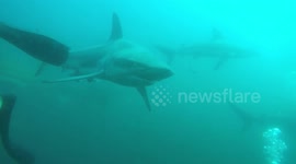 Shark charges at cameraman during scuba dive