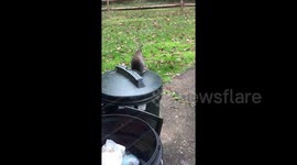 Squirrel emerges from trash can chomping on French fries