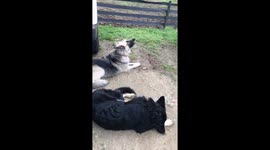 Lola Sings Again! This time with backup...