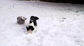 Dogs Playing in The Snow London King Charles Spaniel and Tintin's dog