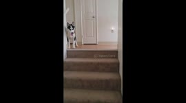 Facing Fears...Husky version