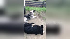Newsflare Edit - Lola Sings Again! This time with backup...