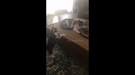 Puppy determined to play with cat