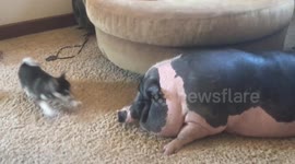 Pot-bellied pig refuses to be roused by noisy pomsky puppy