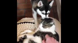Dog grooming cat
