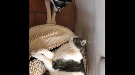 Wake up and play cat