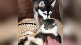 Nova the Pomeranian Husky puppy gives Helmet the cat a vigorous grooming