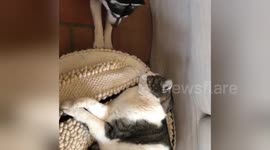 Wake up and play cat