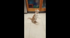 Gato boxeador