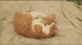Gato jugando