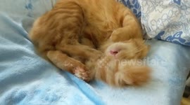 Cat dreaming of food