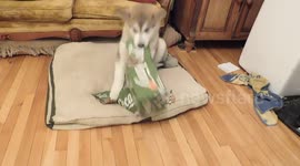 Alaskan Malamute Puppy rips a cardboard box