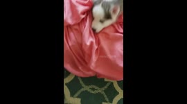 Play time? No. It's nap time...