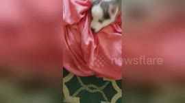 Newsflare Edit - Play time? No. It's nap time...