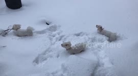 These lovable Maltese poodles love playing in the snow