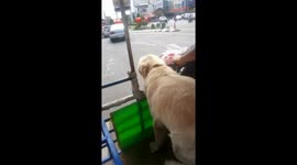 Golden Retriever named Messi running on a motorbike sidecar