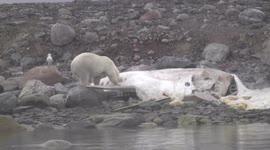 Polar bear feasts on dead whale in Arctic Ocean