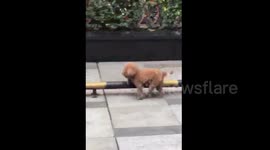 Tiny dog hops over bar with the speed and skill of a Navy SEAL