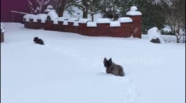 Dachshund through the snow