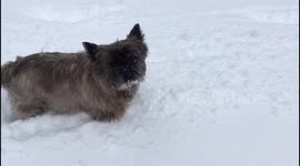 Adorable slow-motion terrier in the Scottish snow
