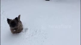 Adorable slow-motion terrier in the snow