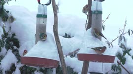Garden birds surviving in the heavy snowfall