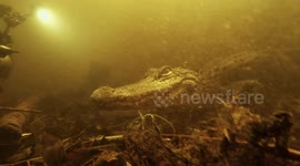 Swimming with alligators in the Everglades