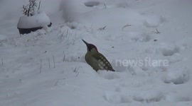 Green Woodpecker enjoying snow!