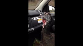 Easter turkey riding in the car