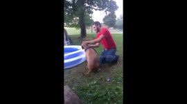 Trying to brush dog's teeth and gets body boxed