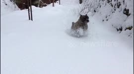 Terrier flying through the Scottish snow