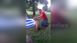 Newsflare Edit - Trying to brush dog's teeth and gets body boxed