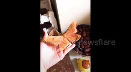 Silkworm pupae turn into moths in southern China