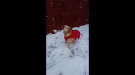 Dog shaking off snow in slow motion beast from the east storm emma