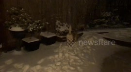 Labrador looking for biscuits in the snow.