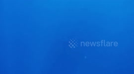 Humpback Whale spy hopping at Silver Bank, Dominican Republic