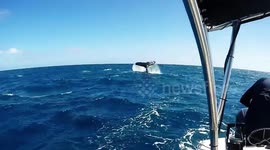 Humpback male slapping his tail on the surface Silver Bank, Dominican Republic