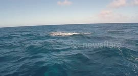 Humpback Whales in a rowdy fight at Silver Bank, Dominican Republic with Aquatic Adventures