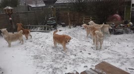 Dogs enjoying the wrath of the Beast from the East