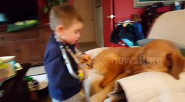 Three year old vet cares for his big labrador
