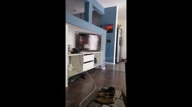 Dog chillin watching tv like a boss!