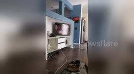 Newsflare Edit - Dog chillin watching tv like a boss!