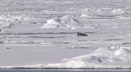 Polar bear launches surprise attack on seal