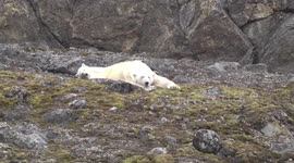 Polar Bear female with cub, Danskøya