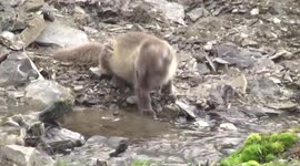 Arctic Fox pup drinking near Kittiwake rookery